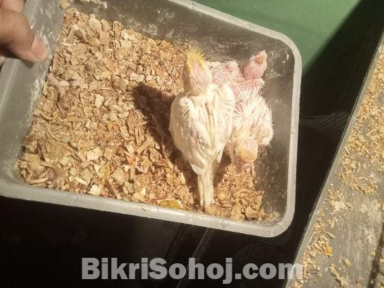 লুটিনো কোকাটেল